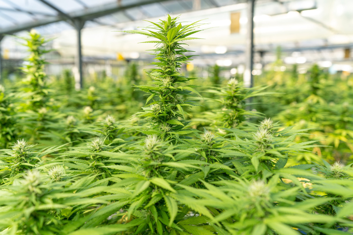 Christian medical professionals warn against marijuana use after study on heart failure risk